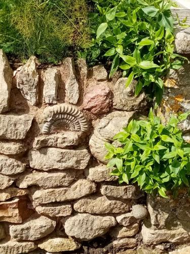 Ammonite in the wall.