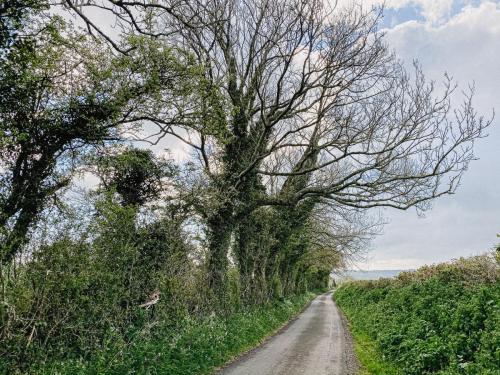 Established hedges & old trees