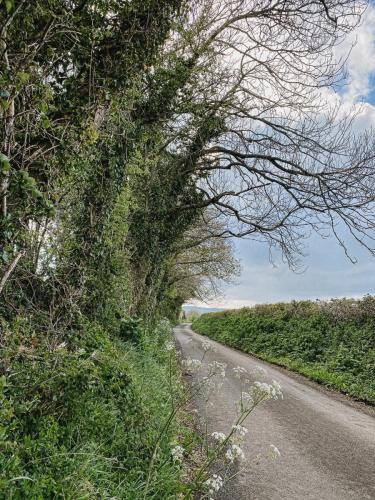 Established hedges & old trees