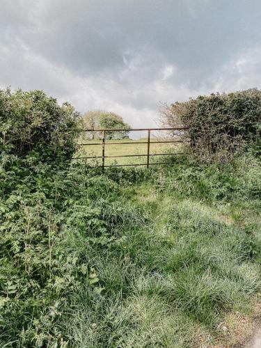 Typical old gate with abundant wildlife