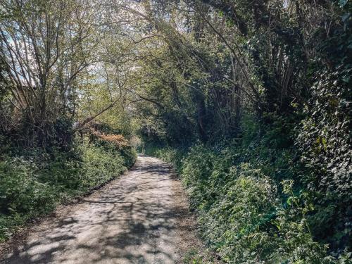 Dappled lane teaming with Spring new growth 
